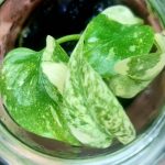 monstera thai constellation variegated