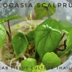Alocasia Scalprum Tissue Culture