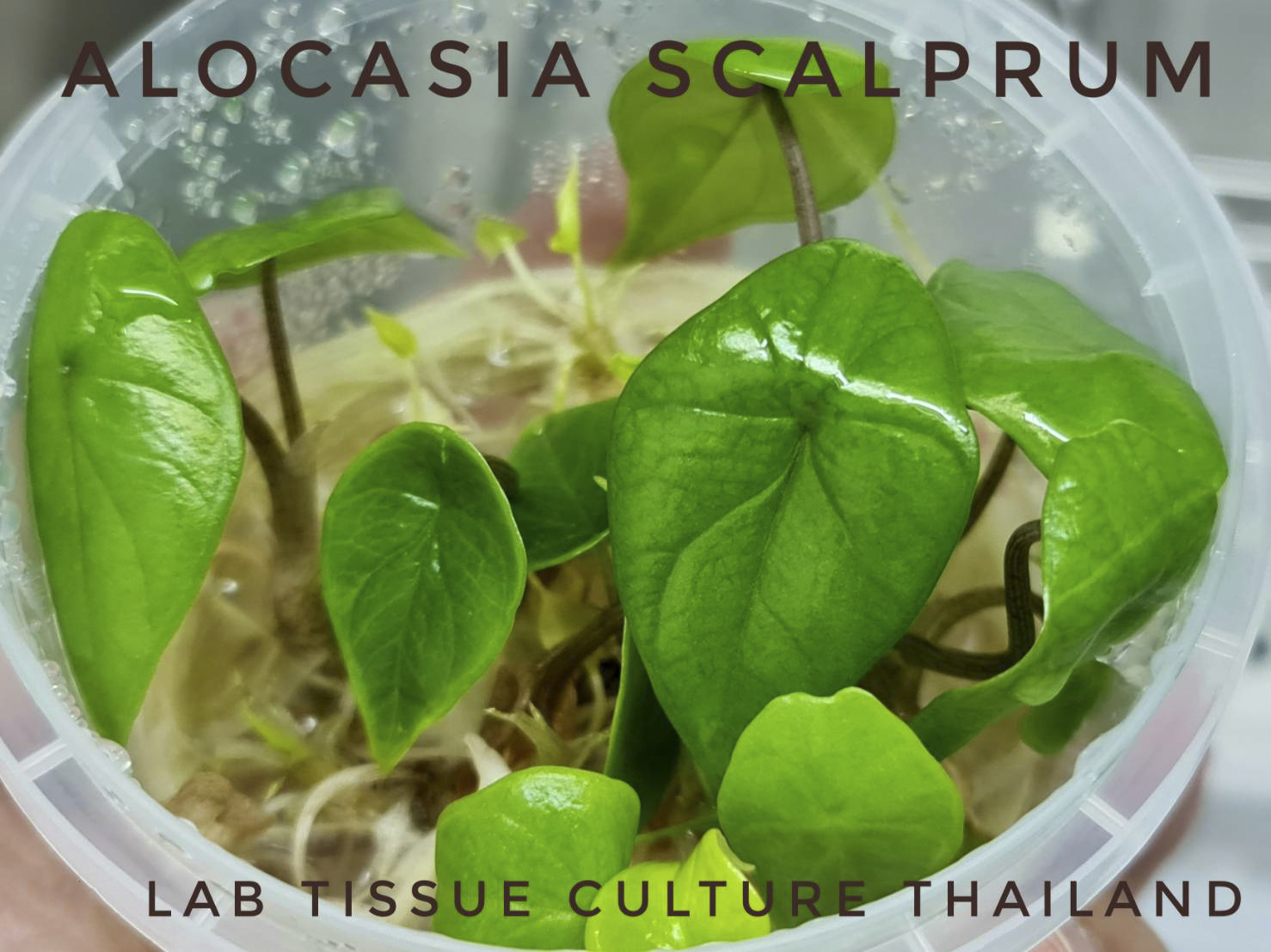 Alocasia Scalprum Tissue Culture