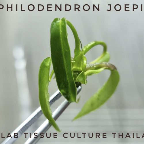 Philodendron Joepii