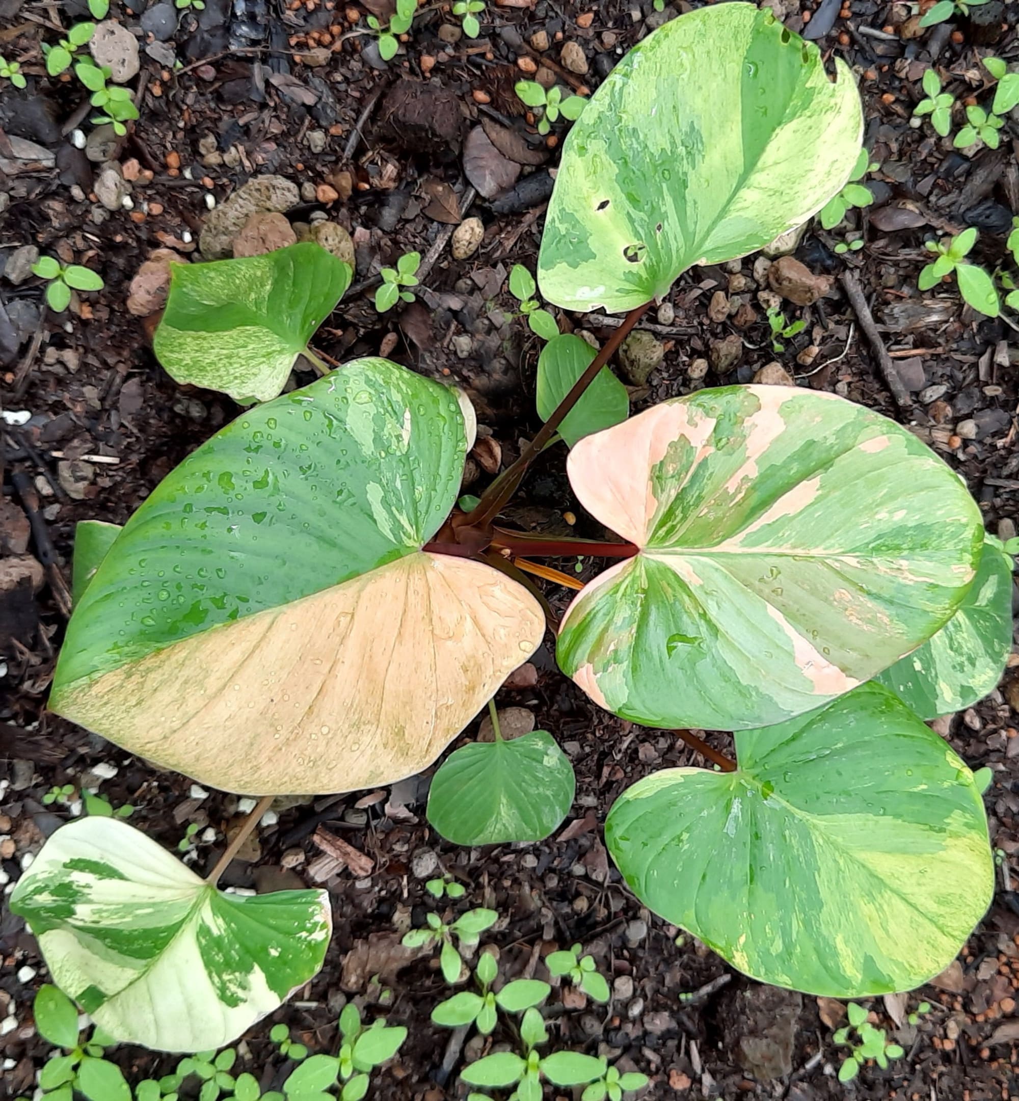Homalomena rubescens Mint matureplant