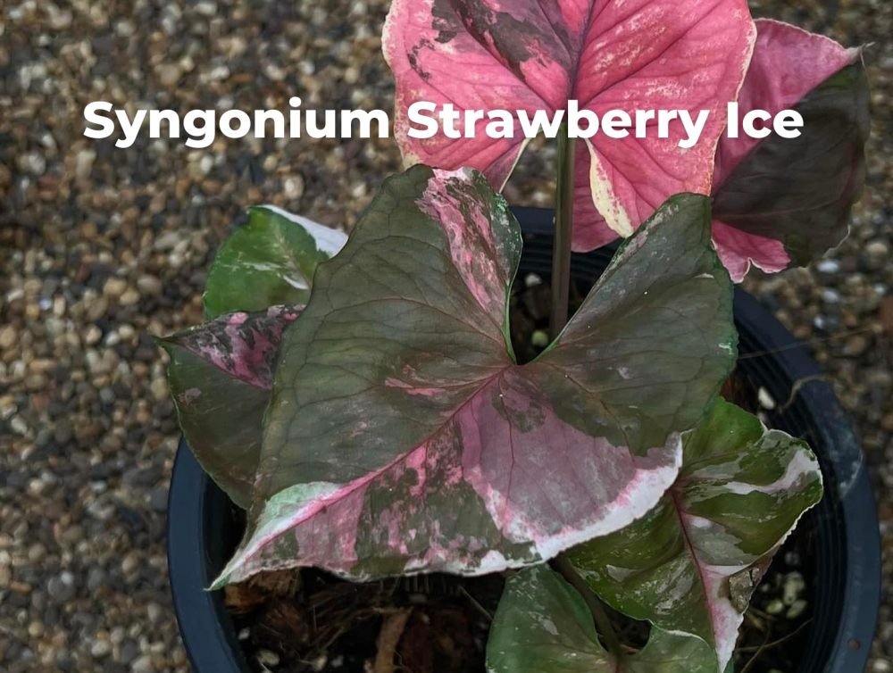 Syngonium strawberry Ice