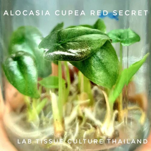 Tissue Culture - Alocasia Cuprea Red Secret