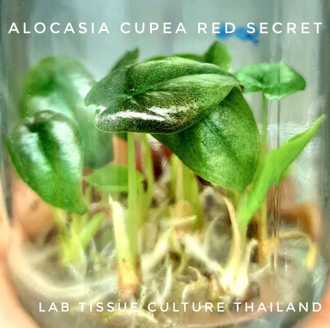 Alocasia cuprea red secret Tissue Culture