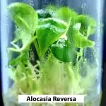 Alocasia Reversa tissue culture