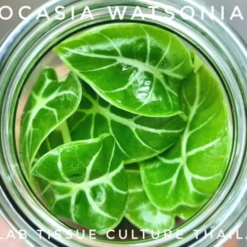 Alocasia Watsoniana