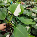 Philodendron White Wizard