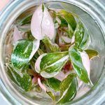 Philodendron Pink princess