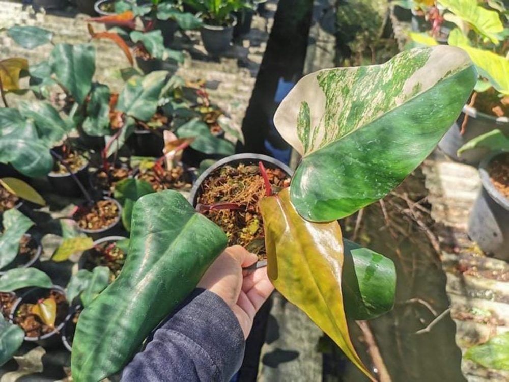 Philodendron strawberry shake