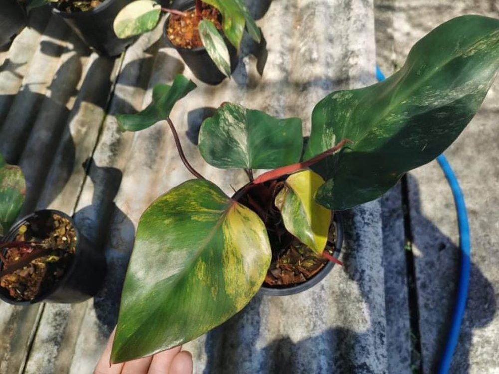 Philodendron strawberry shake variegated