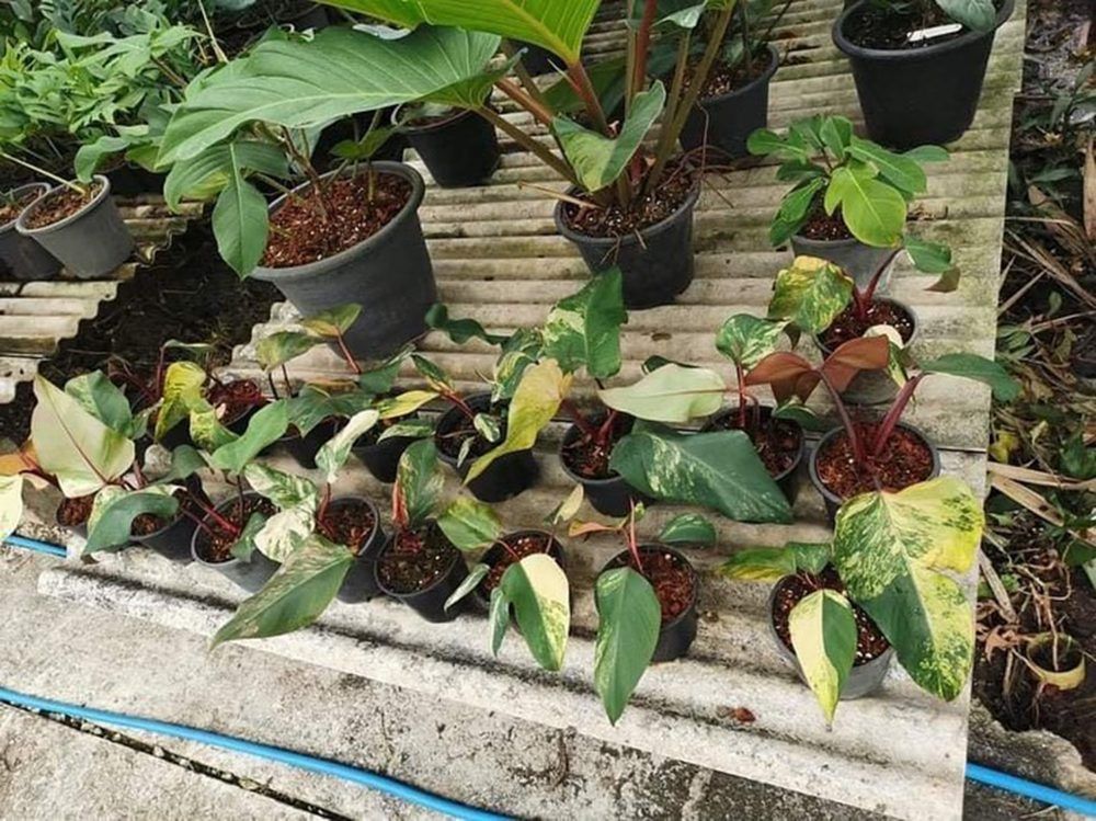 Philodendron strawberry shake variegated