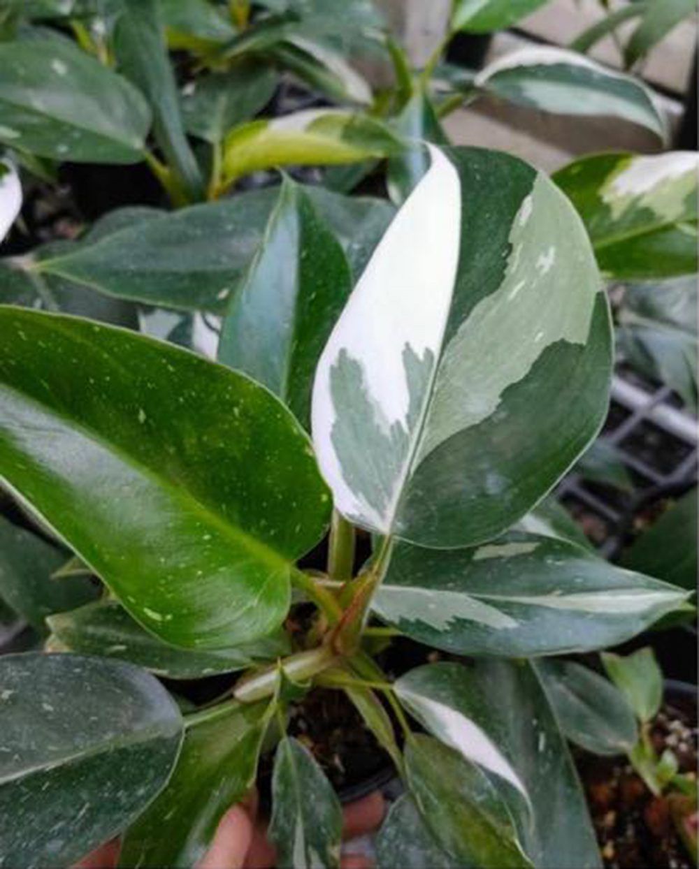 philodendron white princess