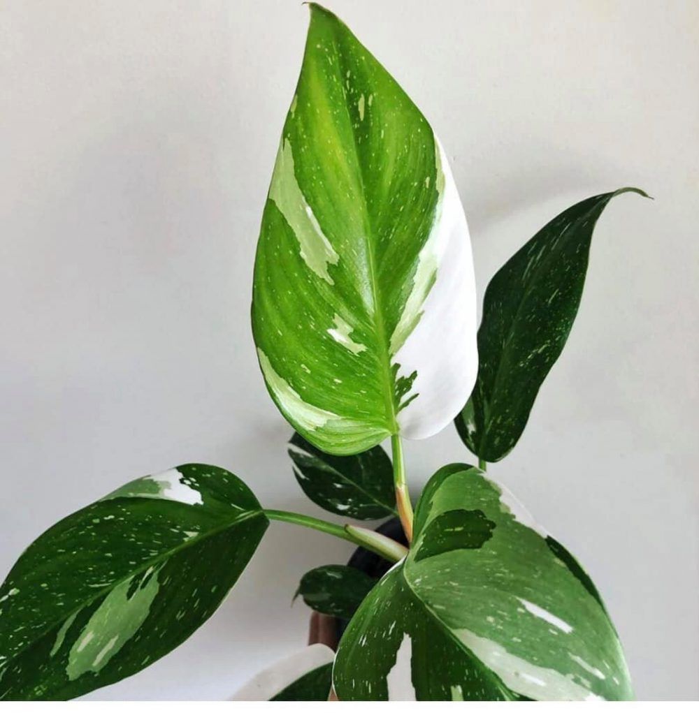 Philodendron White Princess