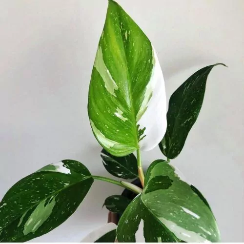 Philodendron White Princess