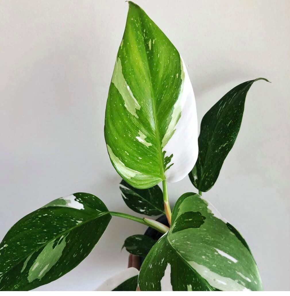 10x Philodendron white princess For Sale - New Price 2023 - Shop Now!
