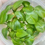 Philodendron gloriosum