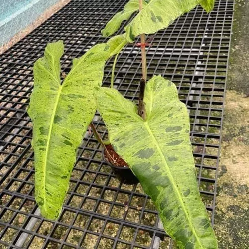 Philodendron Paraiso Verde