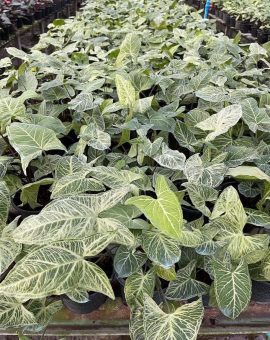 Syngonium