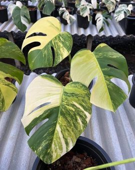 Monstera