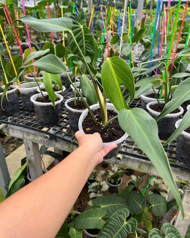 Monstera Dilacerata Burle Marx Flame