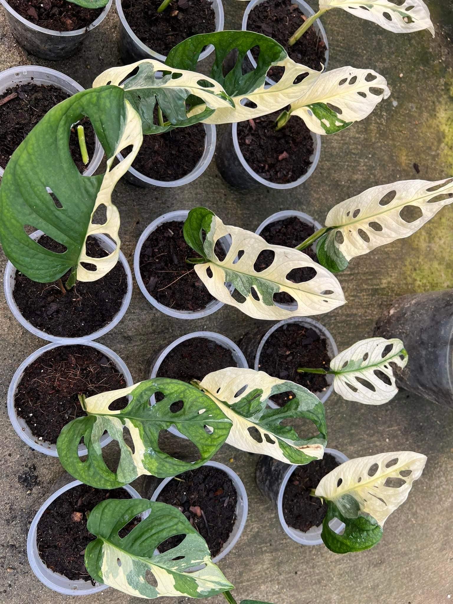 Monstera Lanianta Variegated