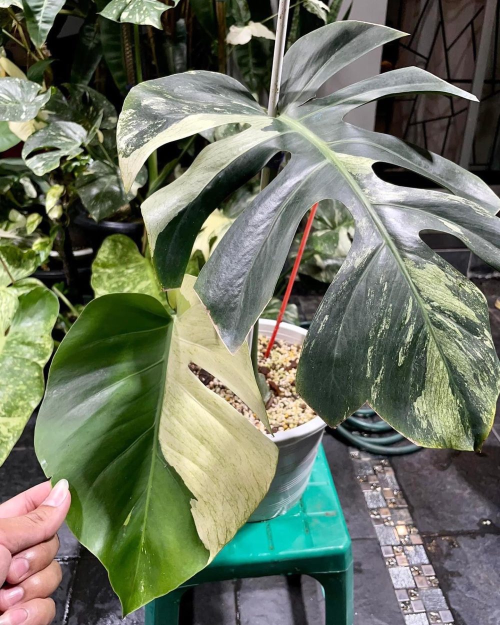 Monstera Mint