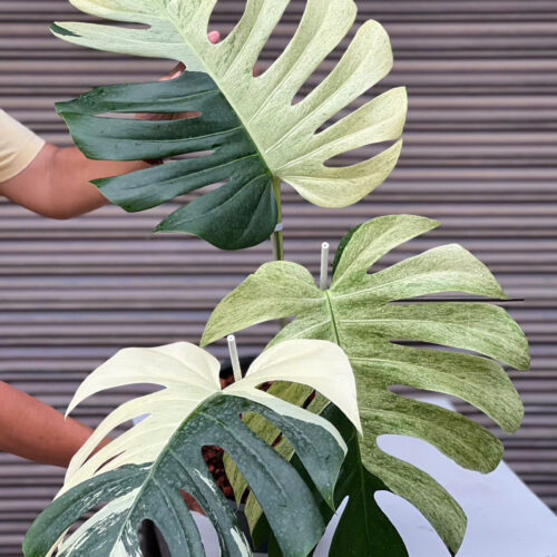 Monstera Mint Deliciosa Borsigiana Variegata | Monstera Mint