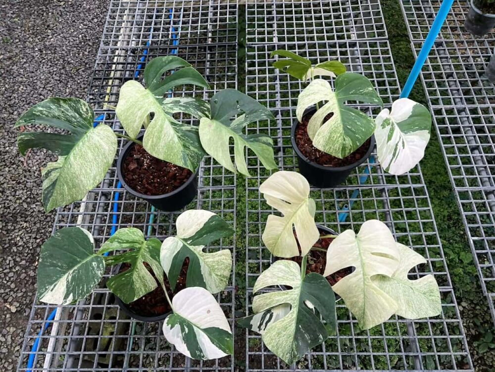 Monstera Mint Deliciosa Borsigiana Variegata | Monstera Mint - Image 2