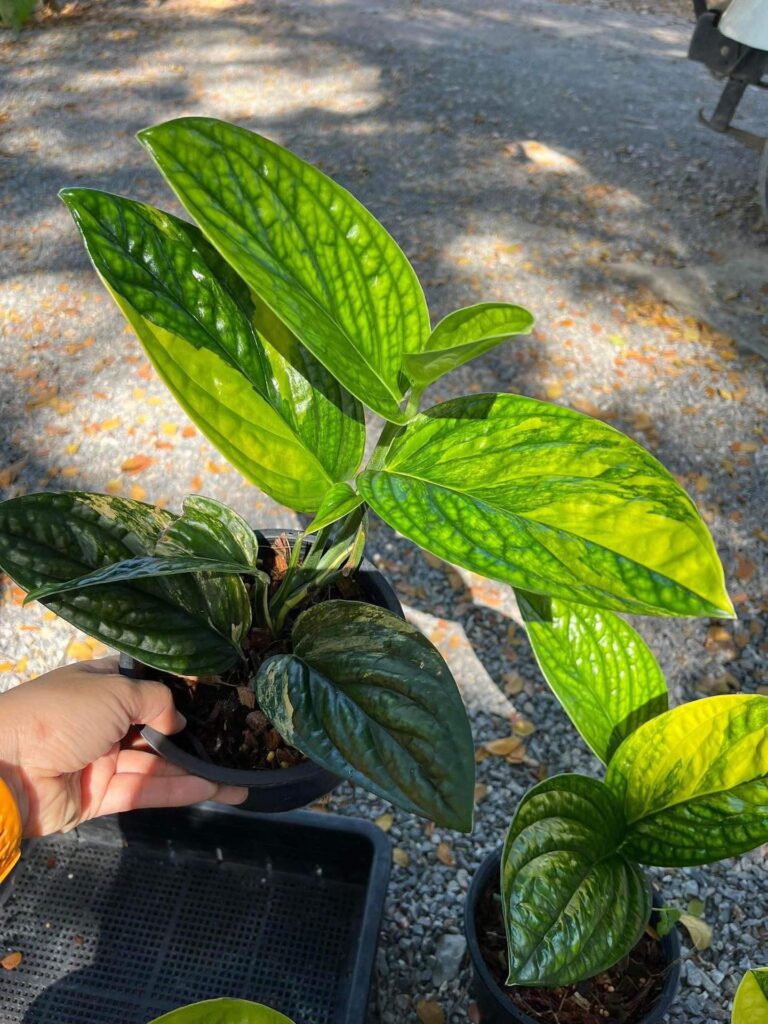 Monstera Karstenianum Variegated Peru Rare Monstera Greenboog