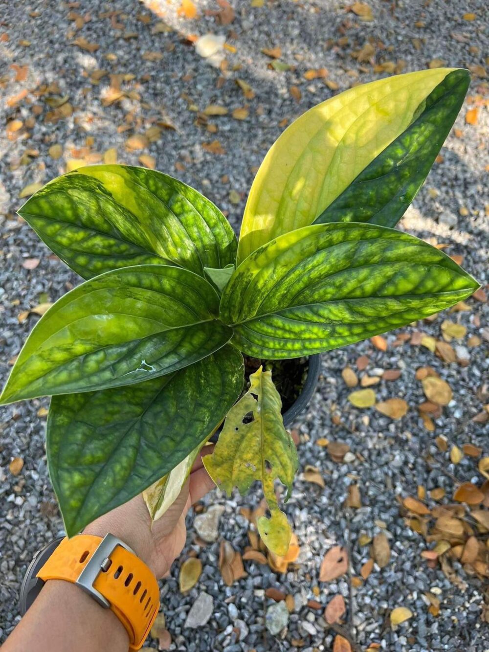 Monstera Peru Variegated