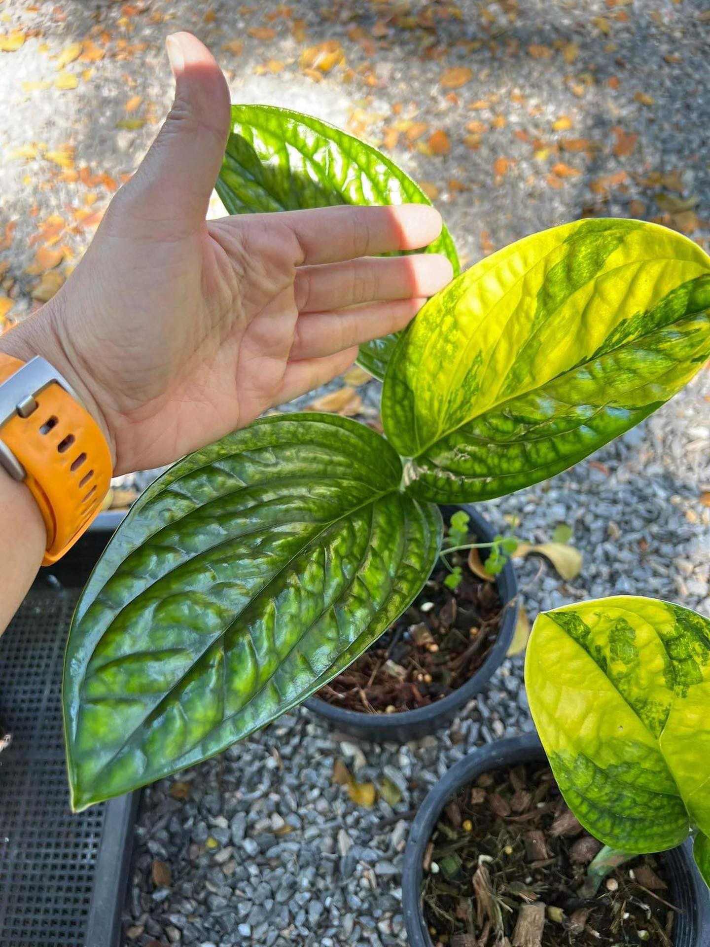 Variegated Monstera Peru