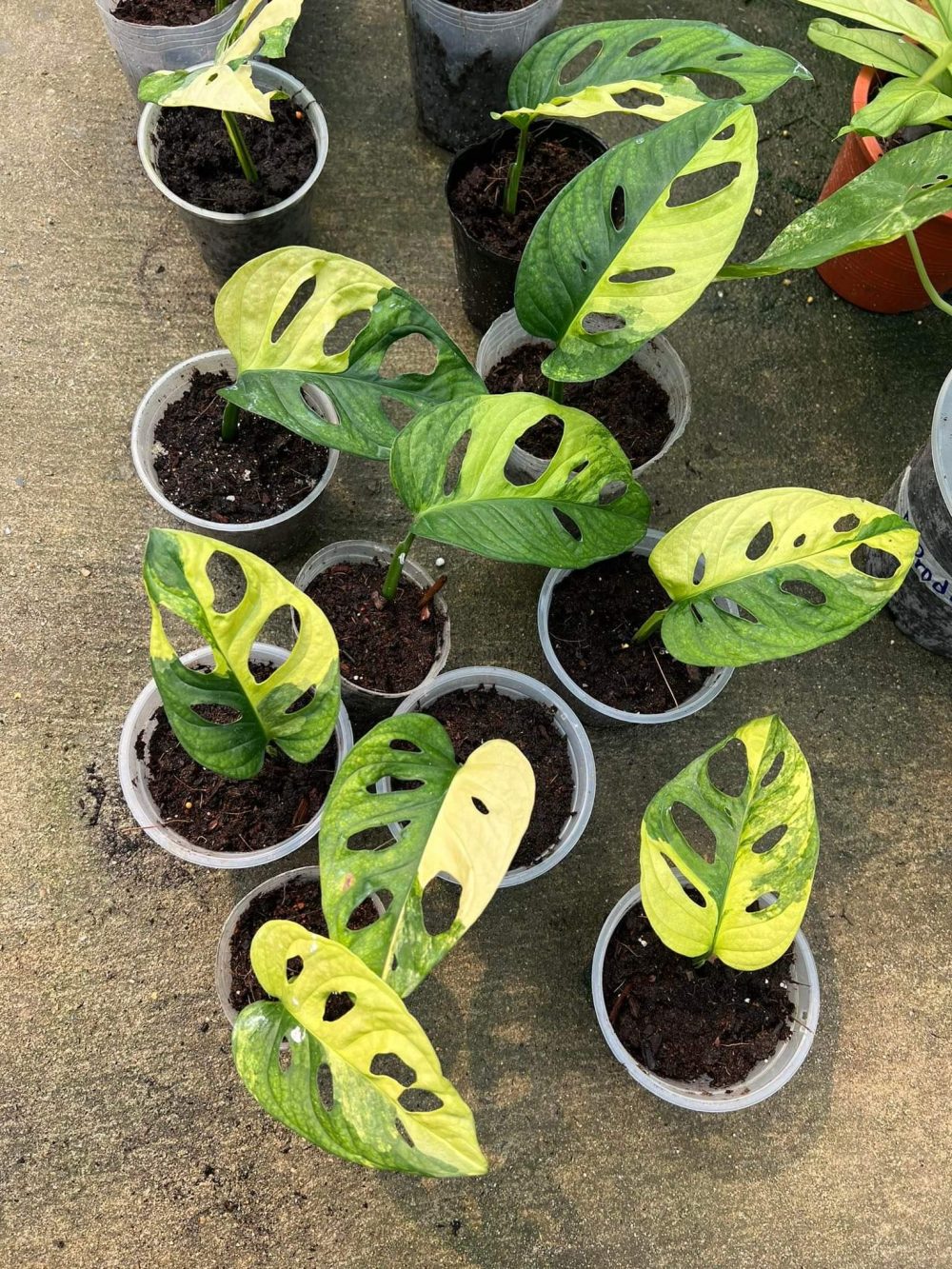 Monstera adansonii Giant Aurea variegated