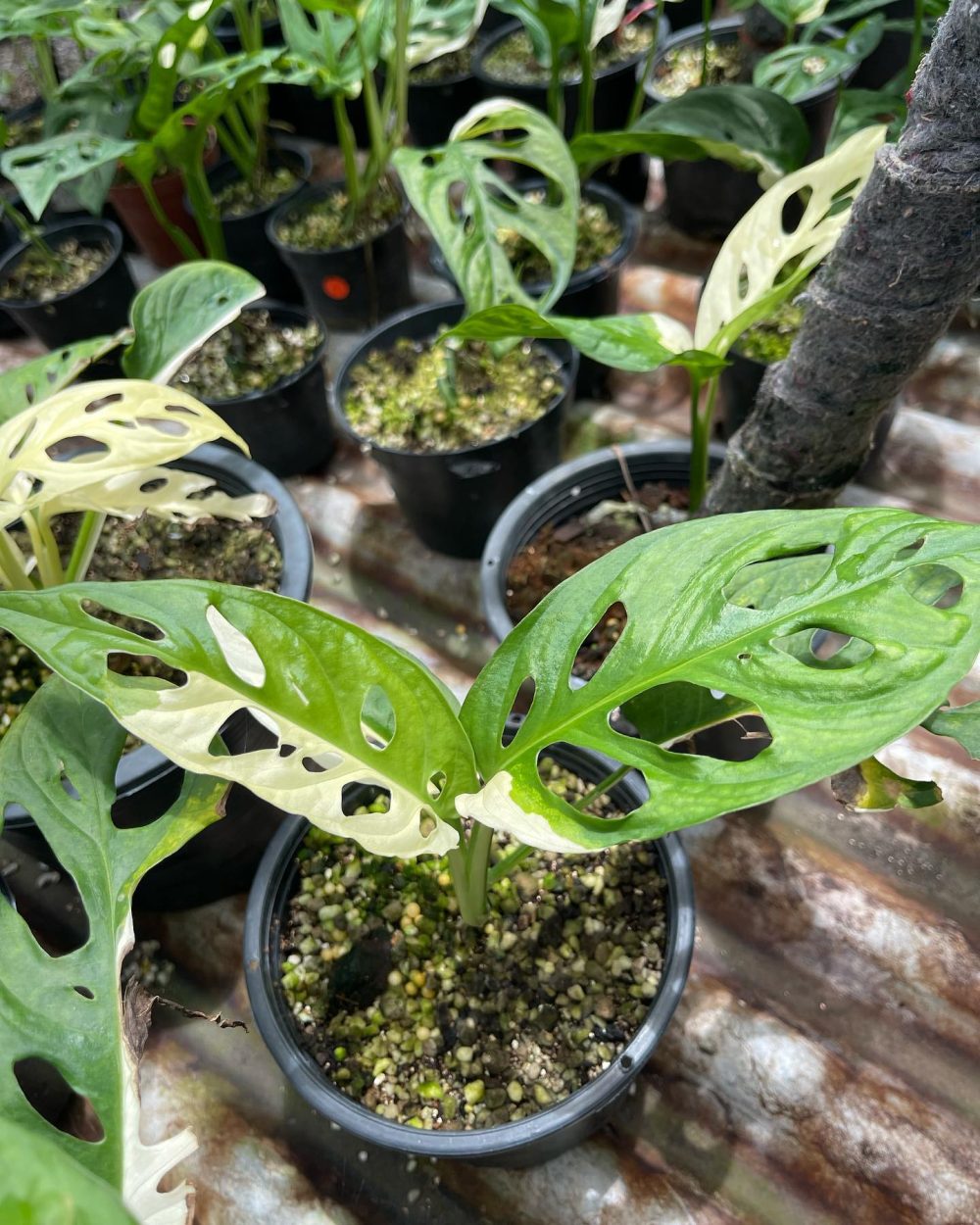 Monstera adansonii Giant White variegated