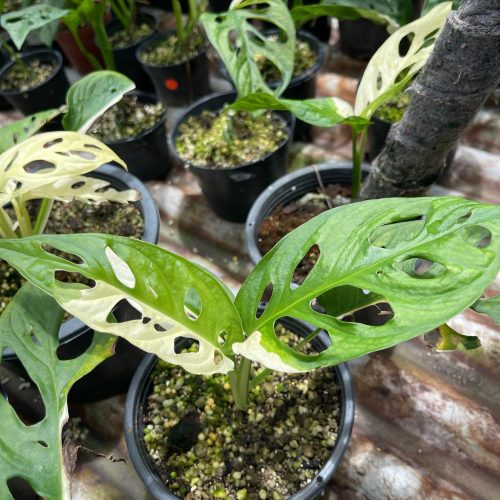 10 pots x Monstera adansonii Giant White variegated 3-4 leaves
