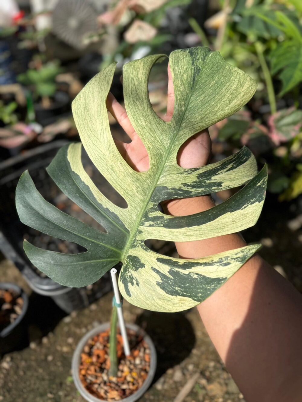 Monstera mint 1 leaf