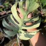 Monstera mint 1 leaf