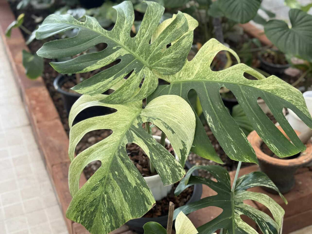 Monstera Mint Deliciosa Borsigiana Variegata | Monstera Mint - Image 3
