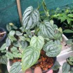 Philodendron brandtianum