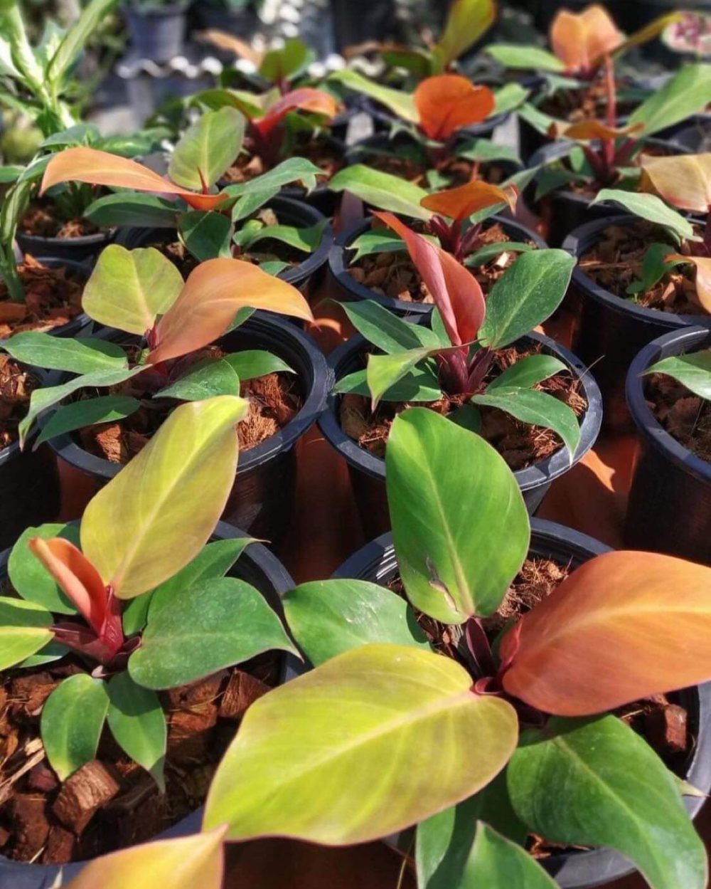 Philodendron cherry red