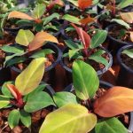 Philodendron cherry red