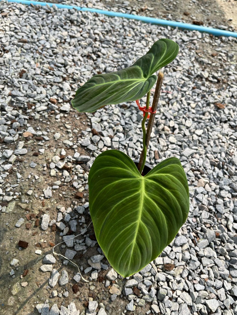 philodendron el choco red