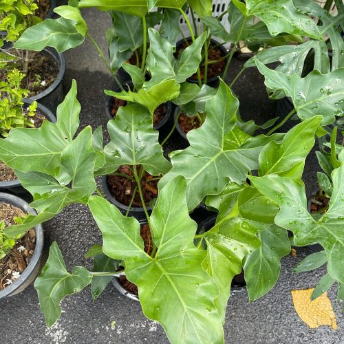 Philodendron Evansii