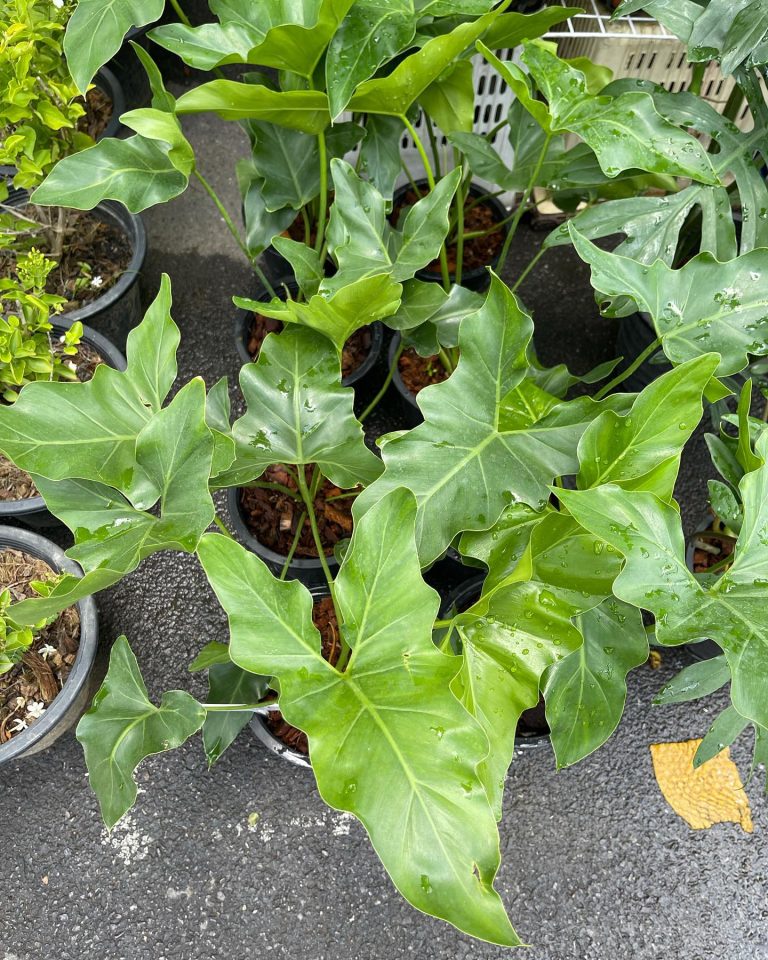 Philodendron Evansii