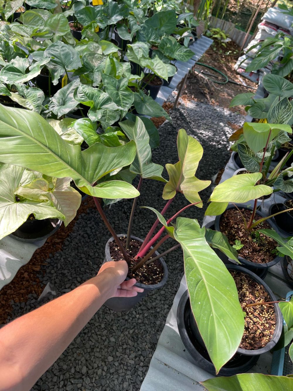 Philodendron Florida Bronze