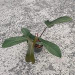 Philodendron Florida Bronze