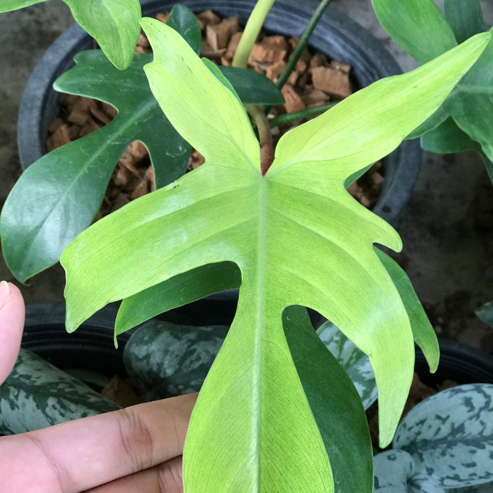 Philodendron Florida Ghost 2