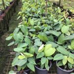 Philodendron Fuzzy Petiole