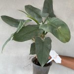 Philodendron hastatum