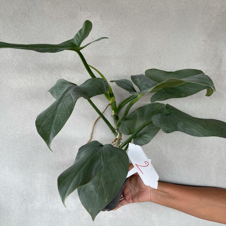 Philodendron hastatum