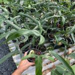 Philodendron Holtonianum